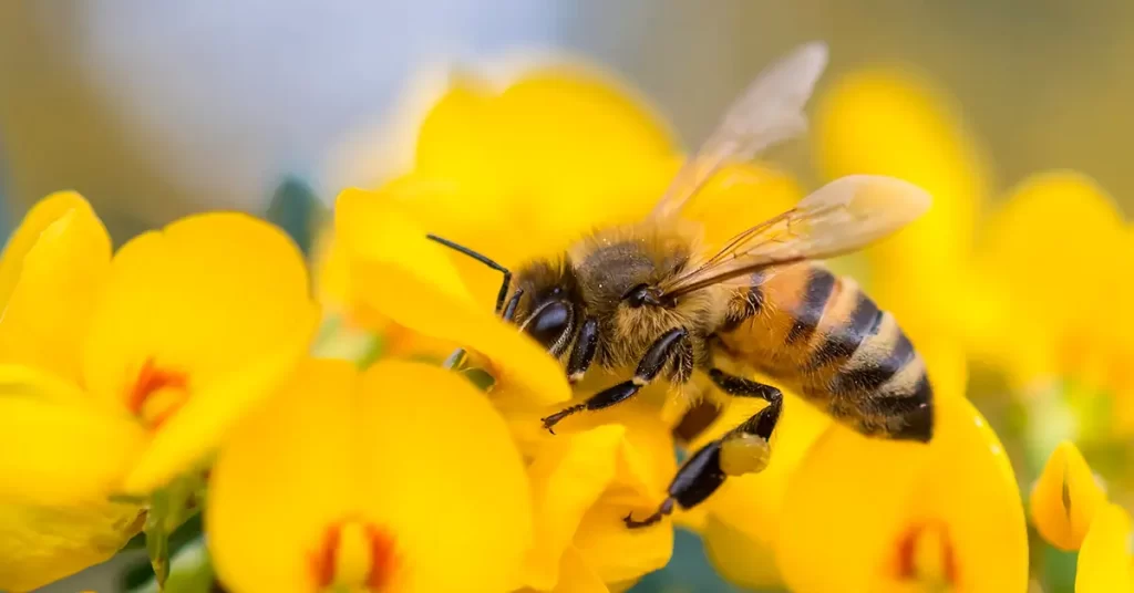 درمان دفرمه شدن بال زنبور عسل با جلبک 3